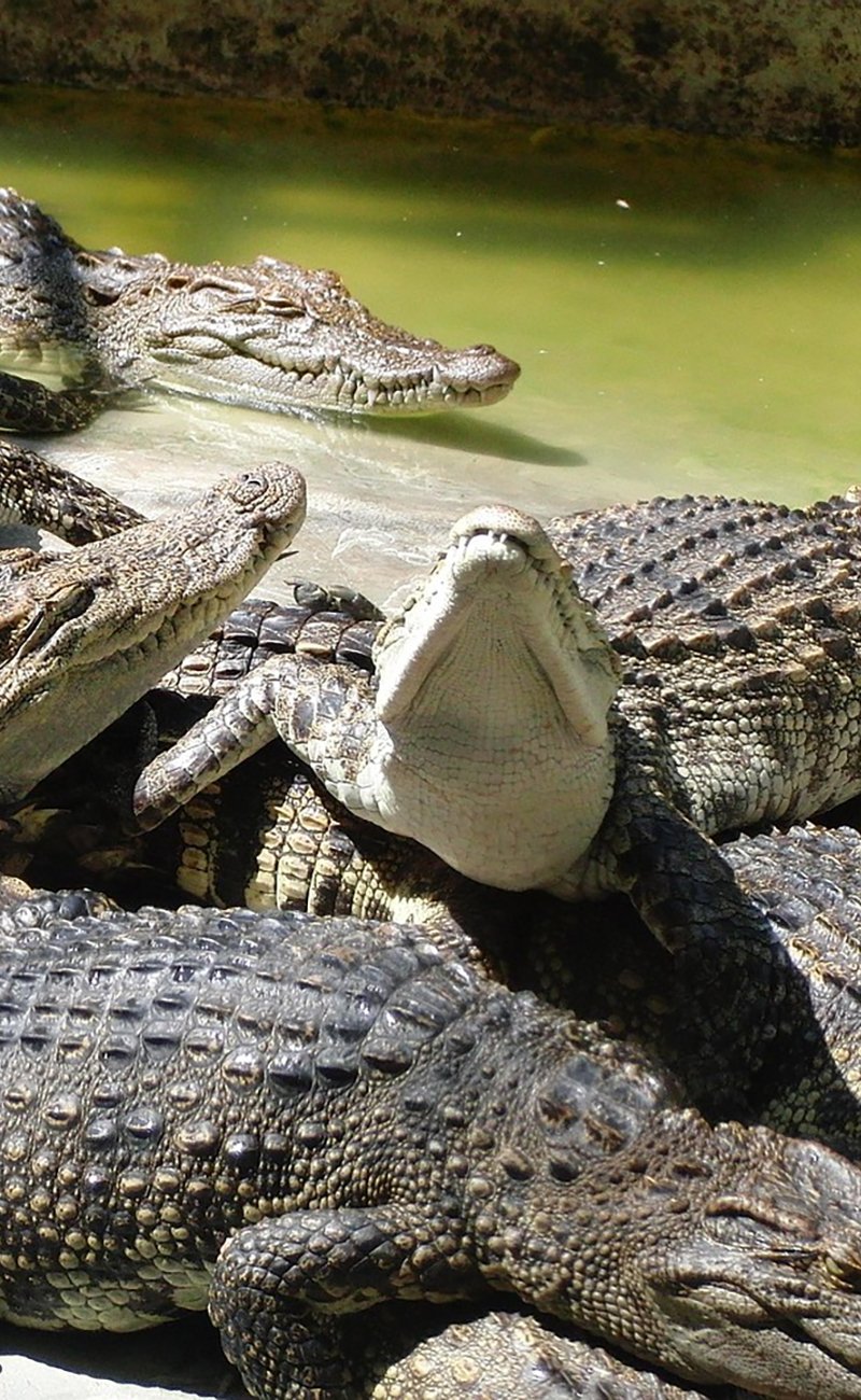 crocodiles