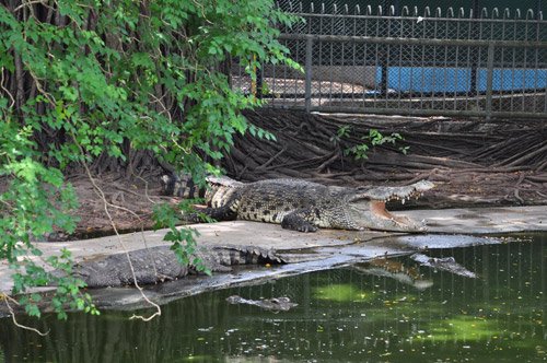 stonepark-crocodile
